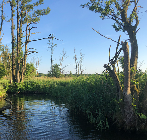 Peeneblick Fluss mit Bäumen