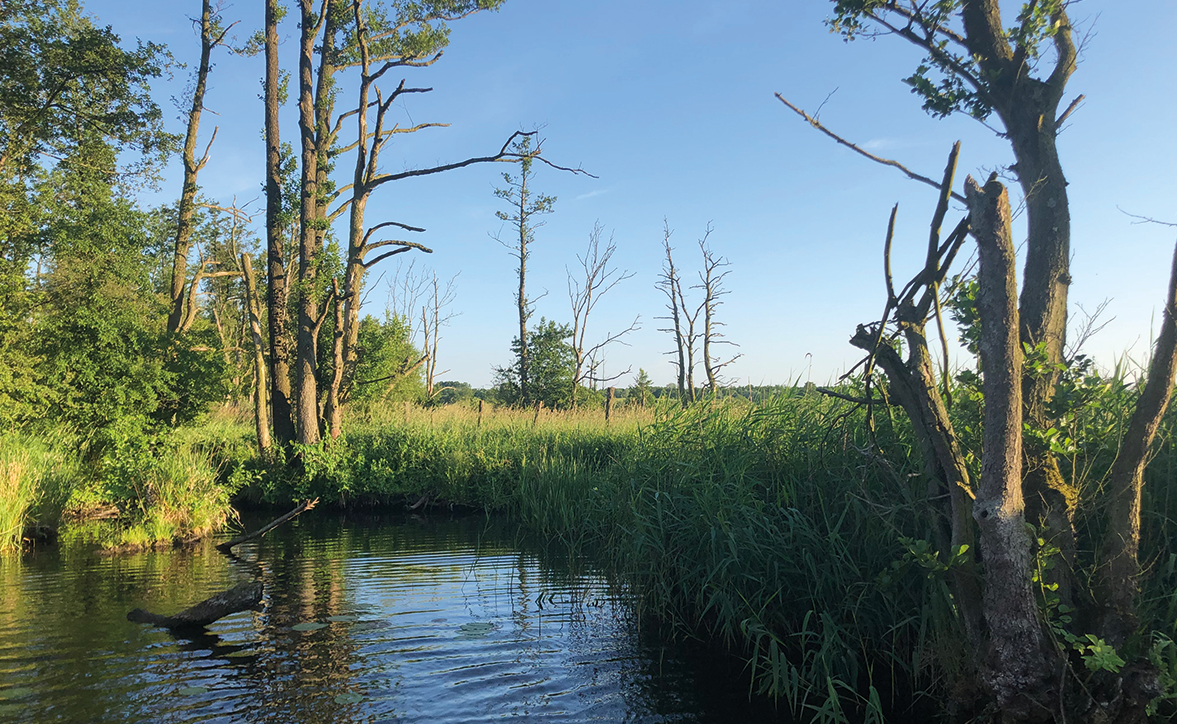 Peenetal Ausschnitt Teich